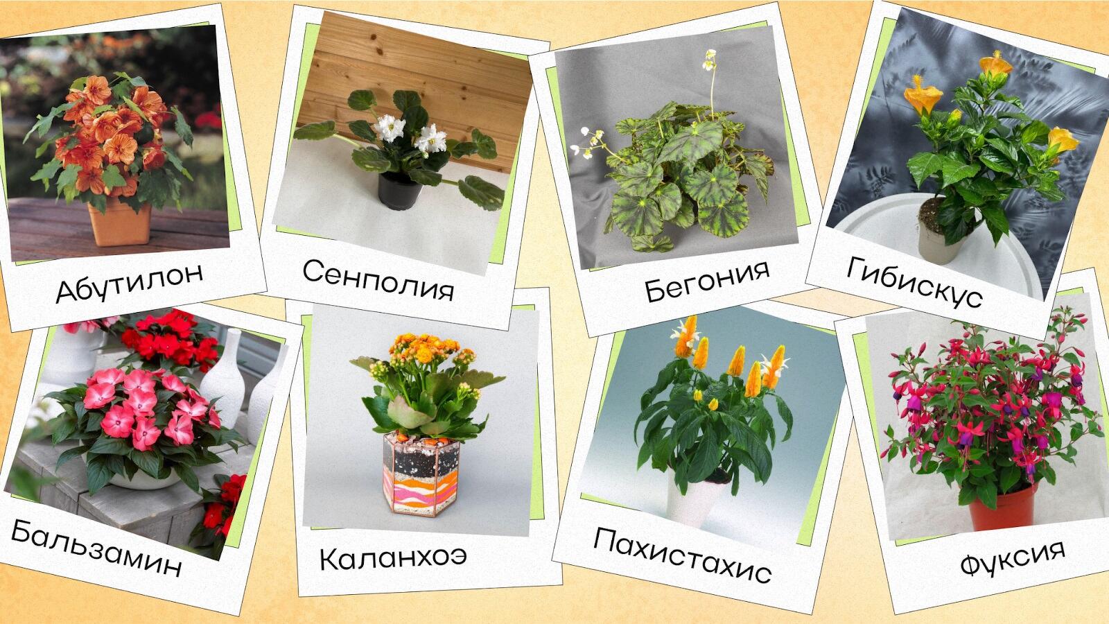 красивые цветущие комнатные растения названия