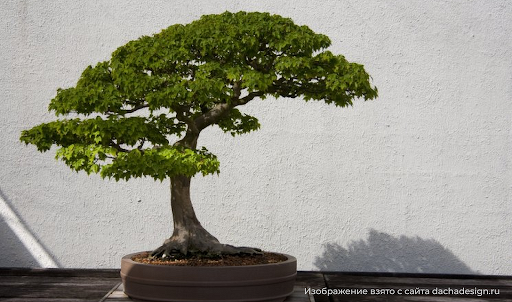 Как вырастить миниатюрное дерево бонсай самостоятельно