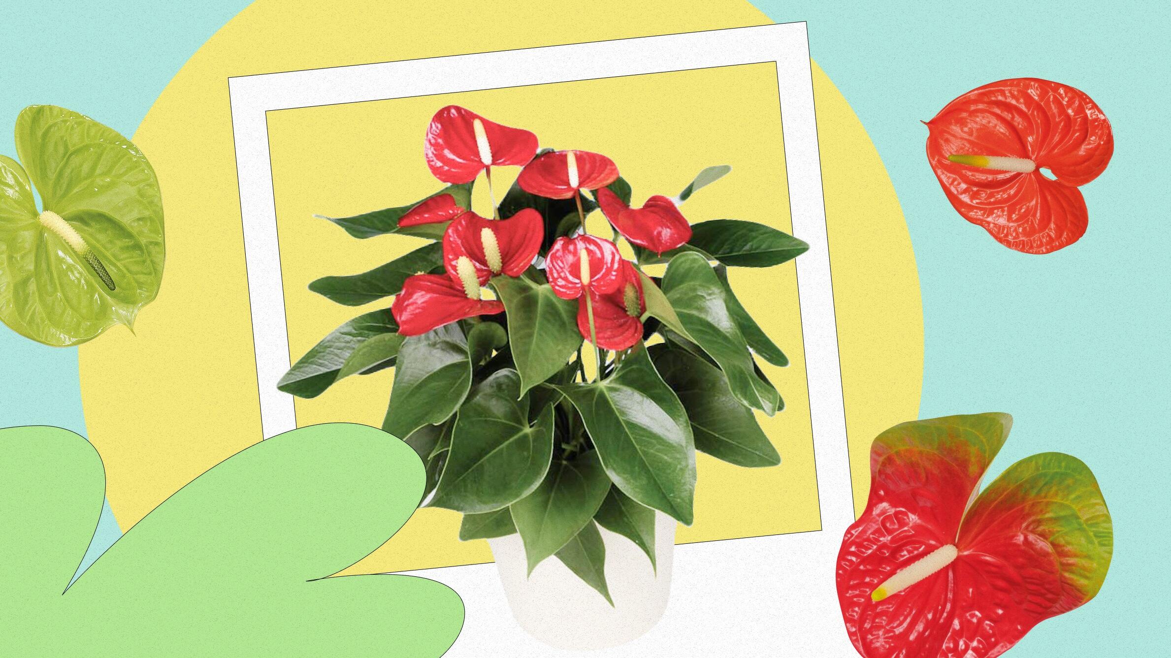 Антуриум (цветок «Мужское счастье»): уход в домашних условиях, пересадка и  фото растений