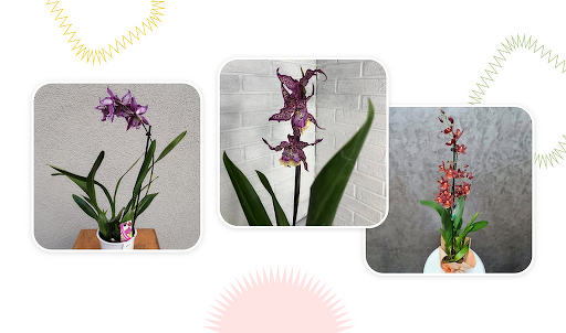 Уход за горшечными растениями: орхидея Фаленопсис