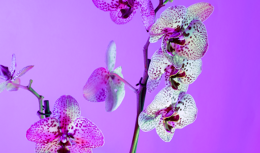 Орхидея камбрия Уход и размножение в домашних условиях Пересадка после покупки Реанимация