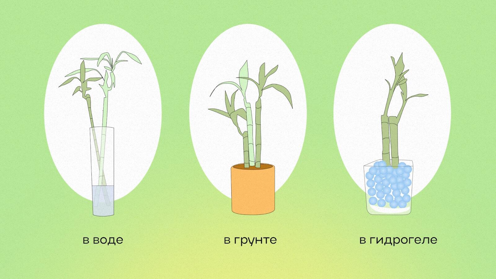 Какое самое быстрорастущее растение на Земле?