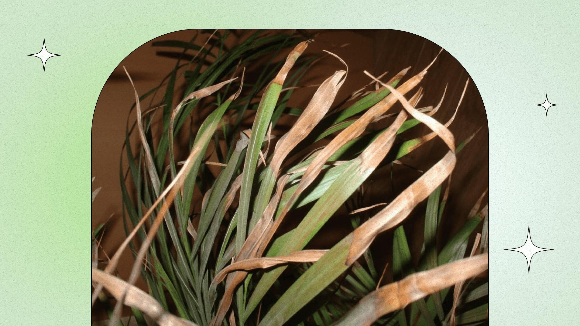 Болезни финиковой пальмы: пожелтение и усыхание листьев