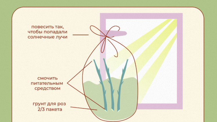 Черенкование роз в домашних условиях – 10 шагов до собственных саженцев | В цветнике (rov-hyundai.ru)
