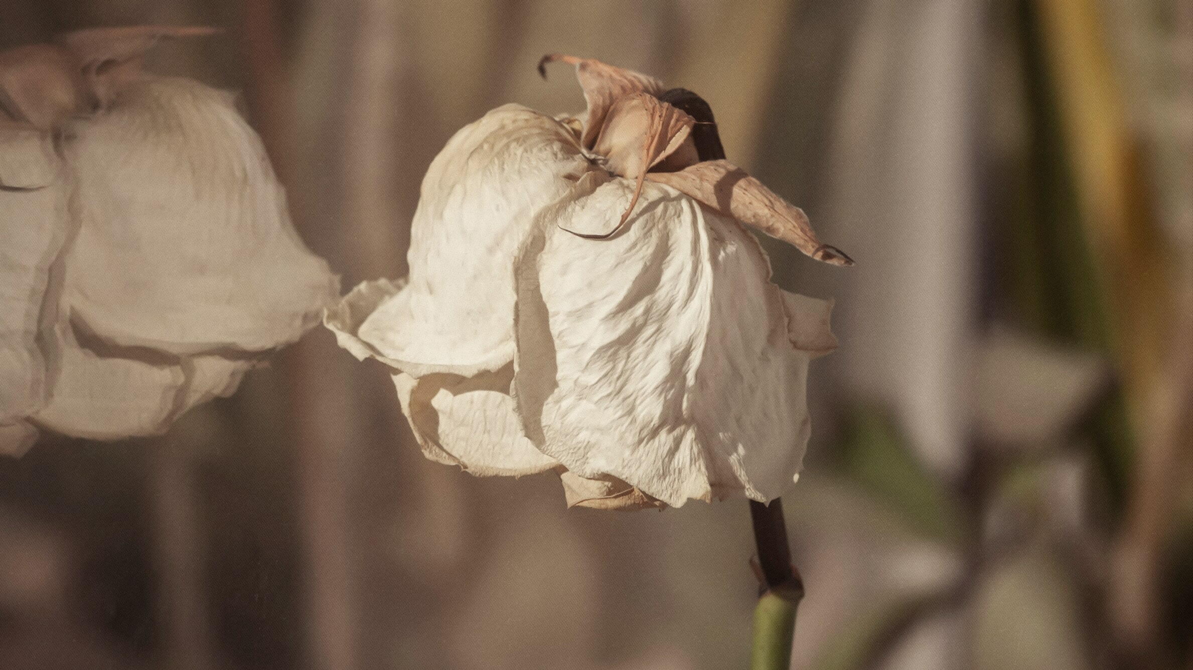 Адаптация комнатных роз: как сохранить капризный цветок в горшке?