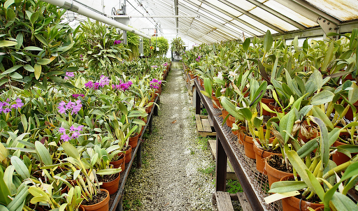 Воздушные корни у орхидеи: что делать и как за ними ухаживать
